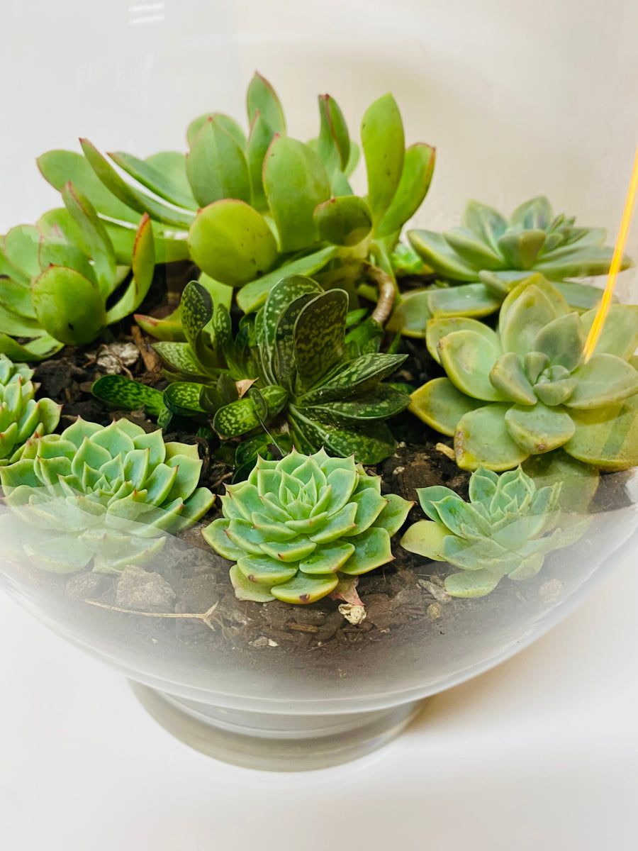 Succulent Terrarium Leaf & Petal NZ
