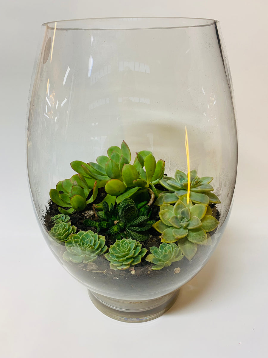 Succulent Terrarium Leaf & Petal NZ