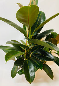 Ficus Melany