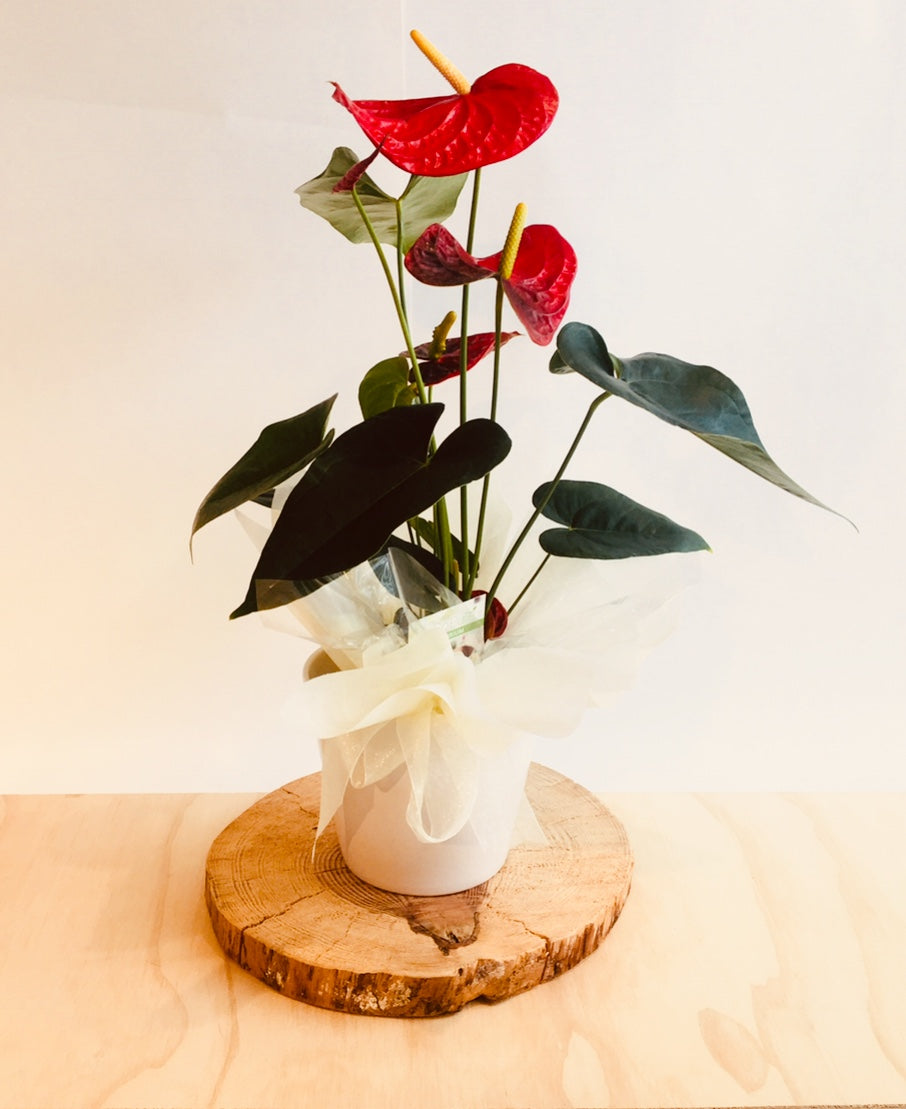 anthurium nz Anthurium Plant – Leaf & Petal NZ