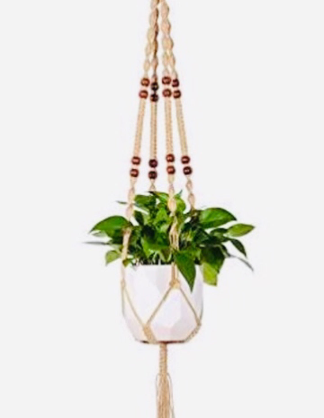 hanging pot plants nz Hanging Planter – Leaf & Petal NZ